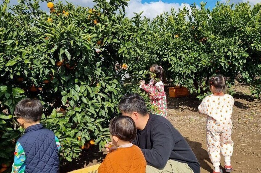 Camellia Flower and Tangerine Picking Jeju Private Tour