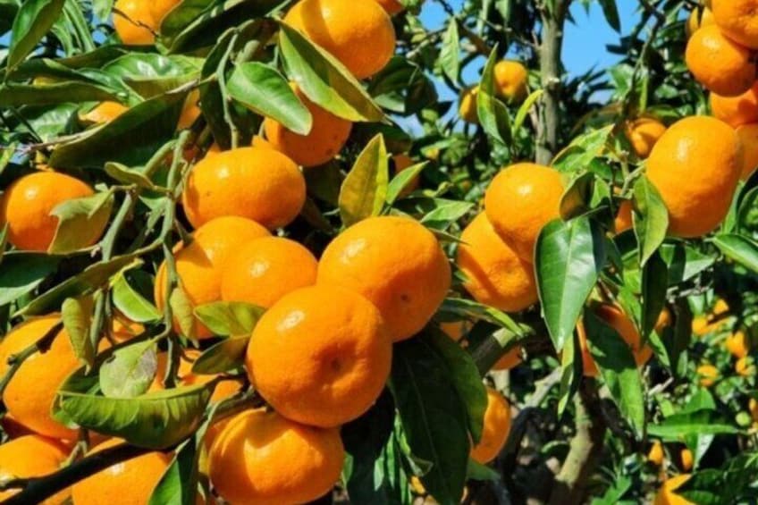 Jeju Tangerine Picking & Camellia Flowers Day Tour