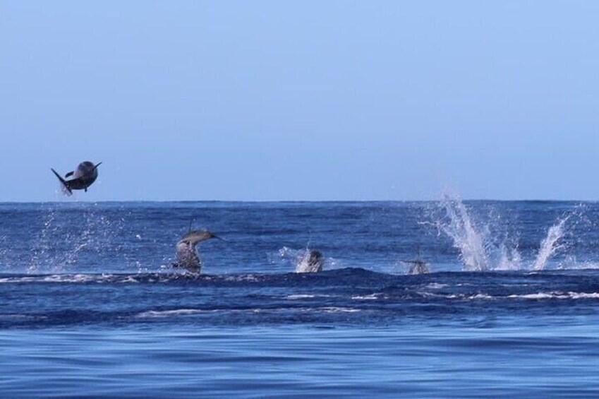 Whale and Dolphin Watching Tour from Funchal