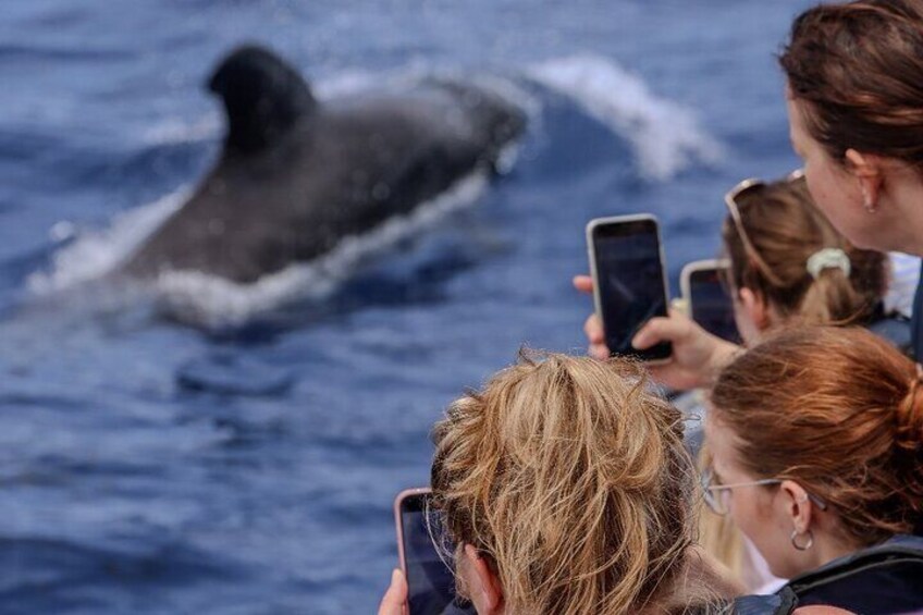 Whale and Dolphin Watching Tour from Funchal