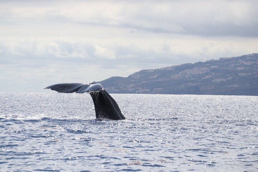 Whale and Dolphin Watching Tour from Funchal