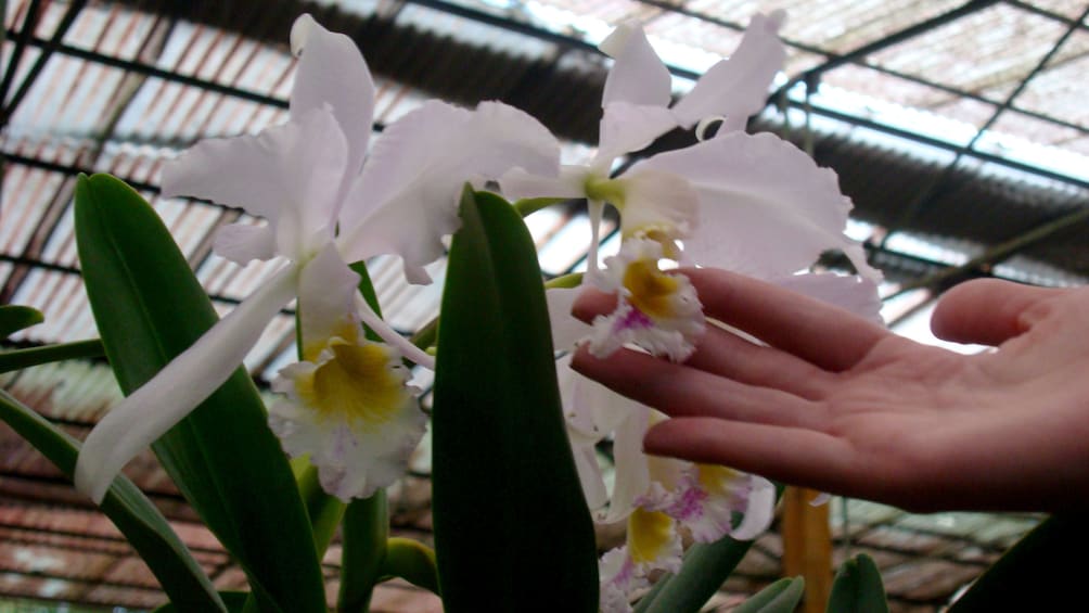 Flowers at botanical garden in Lankester