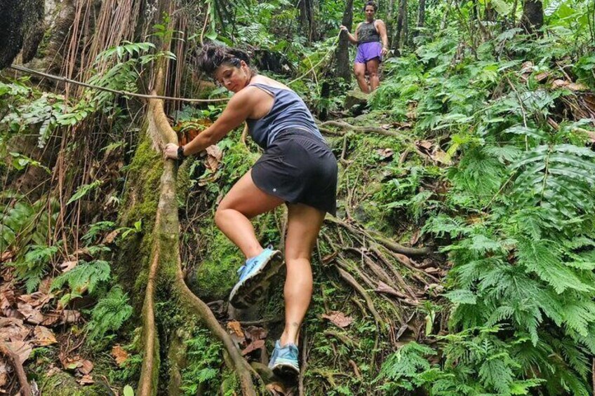 Rainforest Waterfall Hike with Rastafarian Nature Guide