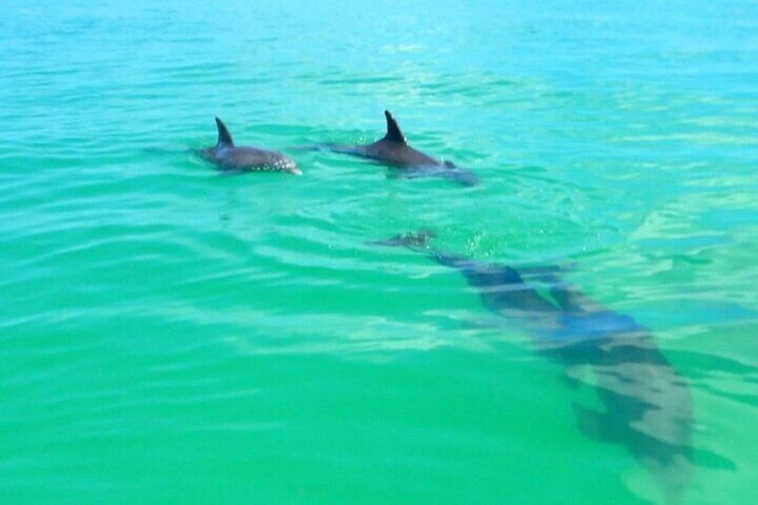 Half Day Luxury Boat Tour in Key West with Snorkeling