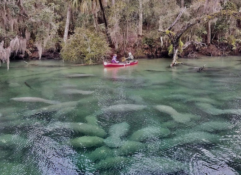 Picture 3 for Activity Orlando: Kayaking Tour with Manatee Encounter