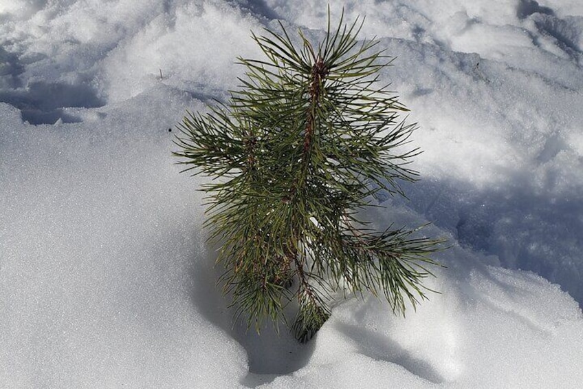 Little sapling pine tree in the snow.