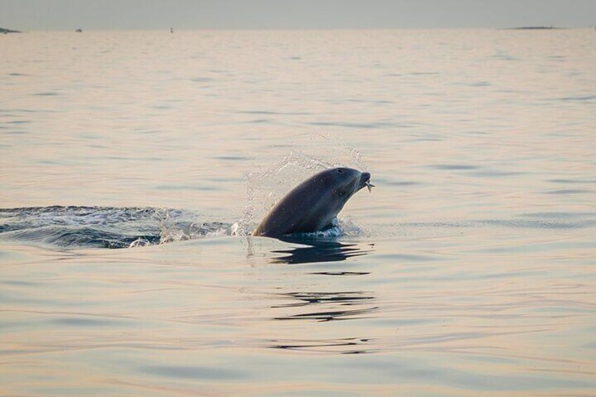 Sunset Dolphin Watching with Drinks in Rovinj