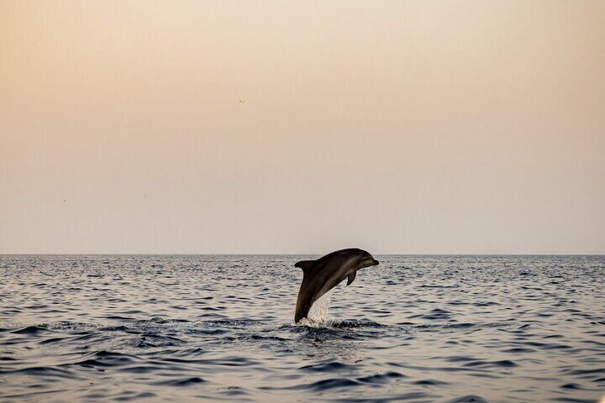Sunset Dolphin Watching with Drinks in Rovinj