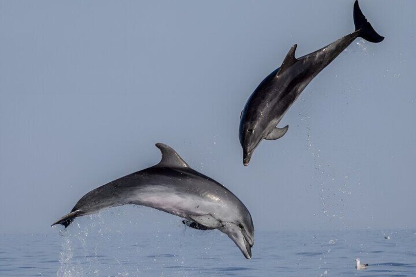 Dolphin Watching Sunset Speedboat Tour with Drinks in Rovinj