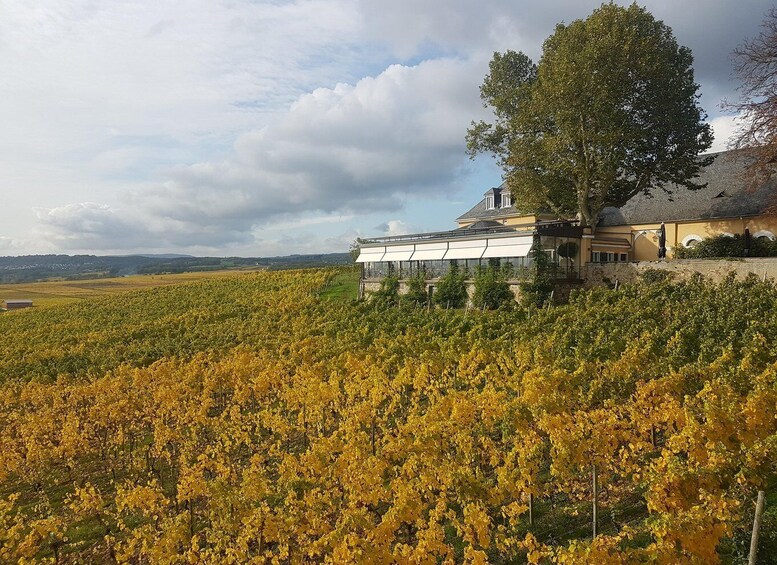 Picture 8 for Activity Private Rhine Valley tour with river cruise & wine tasting