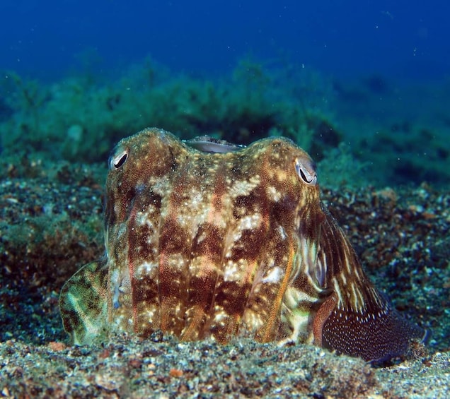 Picture 3 for Activity Puerto Del Carmen: Try Suba Diving with 2 Dives and Photos