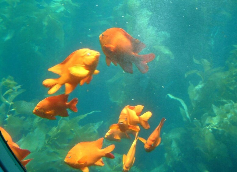 Picture 3 for Activity Catalina Island: Yellow Semi-Submarine Cruise