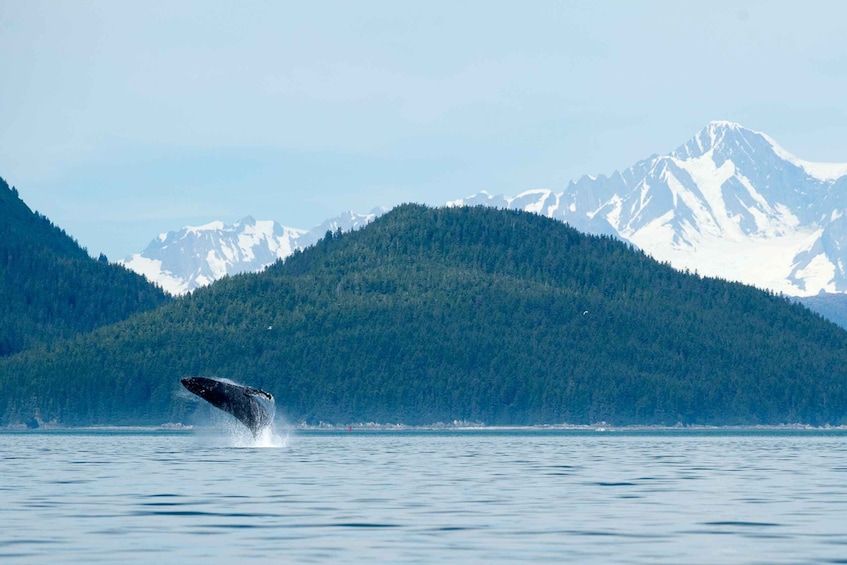 Picture 4 for Activity From Juneau: Whale Watching Cruise with Snacks