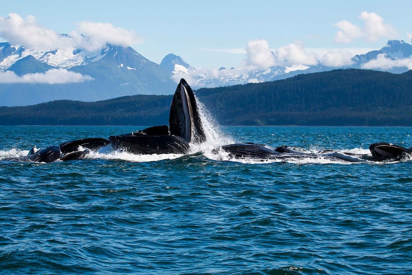 Picture 1 for Activity From Juneau: Whale Watching Cruise with Snacks