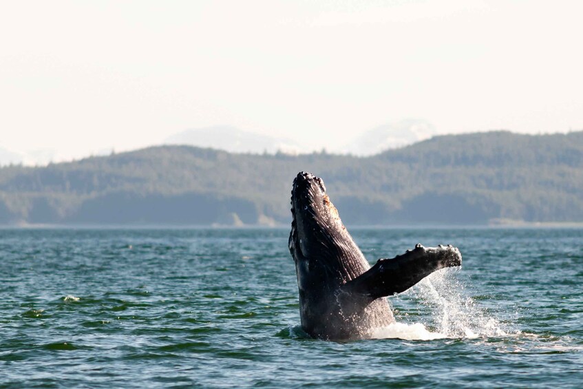 Picture 3 for Activity From Juneau: Whale Watching Cruise with Snacks