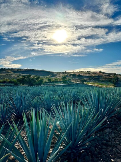 Picture 2 for Activity Recorrido Completo en la Ruta del Tequila desde Guadalajara