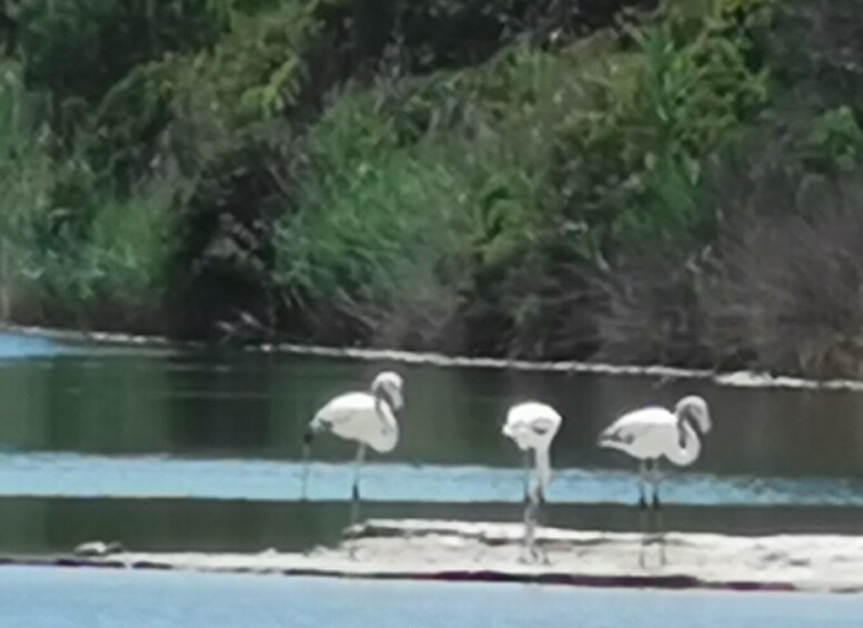 Picture 8 for Activity Valencia: Albufera Natural Park Bike and Boat Tour