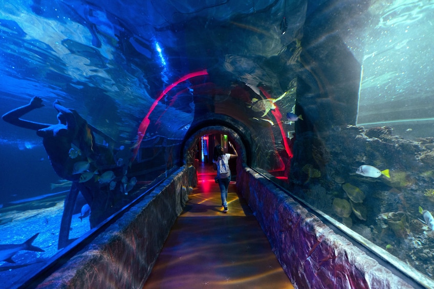 Ticket to Acuario Inbursa CDMX