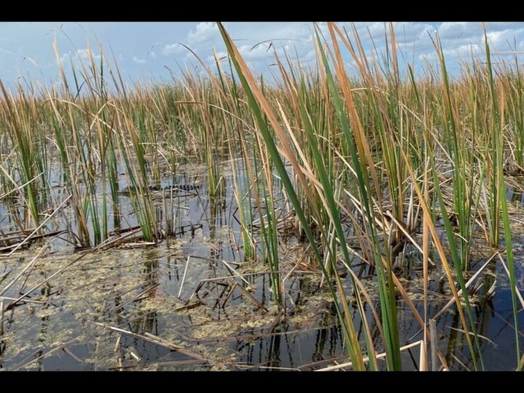 Everglades National Park & Airboat tour From Fontainebleau Hotel