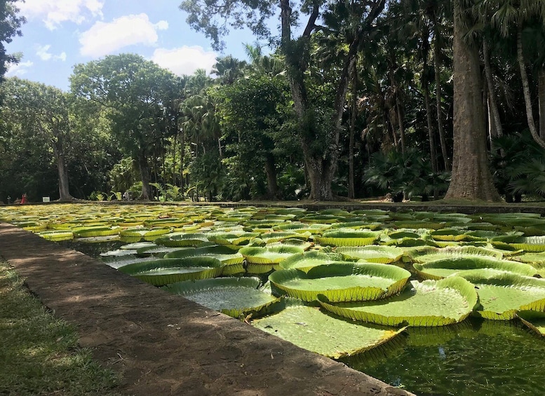 Picture 9 for Activity Mauritius: Private Full-Day Instagram Tour