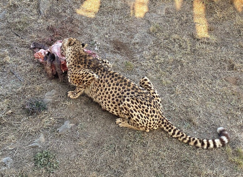 Picture 10 for Activity From Johannesburg: Lion & Safari Park Half-Day Tour