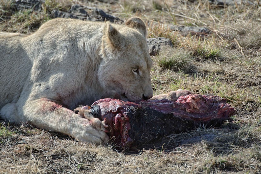 Picture 4 for Activity From Johannesburg: Lion & Safari Park Half-Day Tour