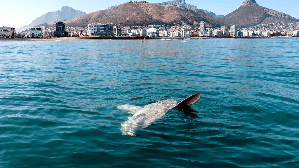Picture 4 for Activity Cape Town: Marine Big 5 Ocean Safari from V&A Waterfront