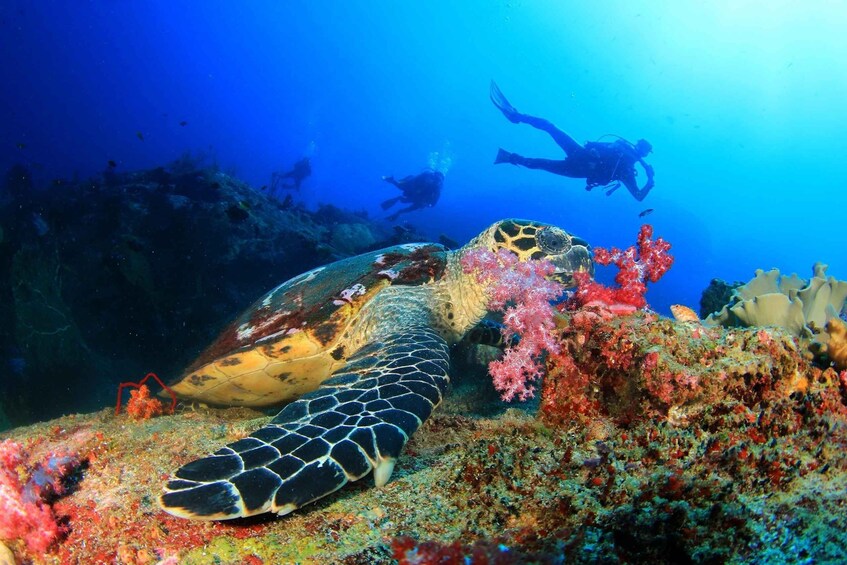 Picture 4 for Activity Scuba Diving Tour from Marmaris and Icmeler