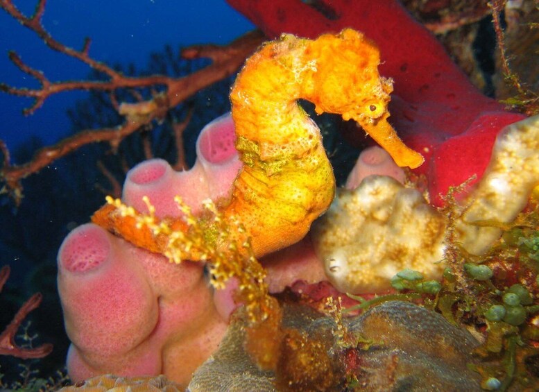 Picture 6 for Activity From Castries: 5-Hour St. Lucia Scuba Diving Excursion