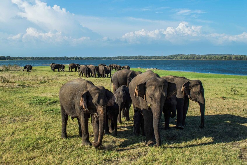 Picture 9 for Activity From Colombo: Private Minneriya National Park Day Safari