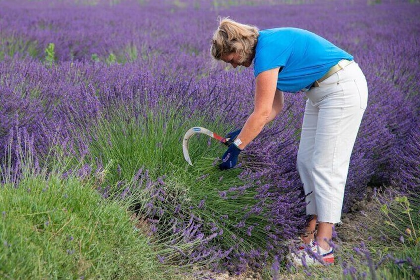 Traditional picking of lavender with a pruning knife