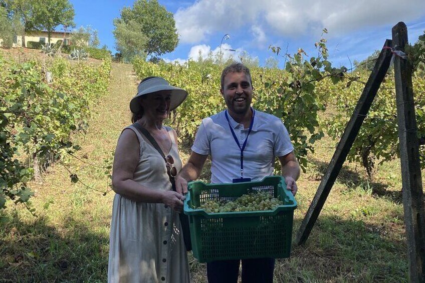 Tasting in a Tuscan Vineyard with transfer from Pisa
