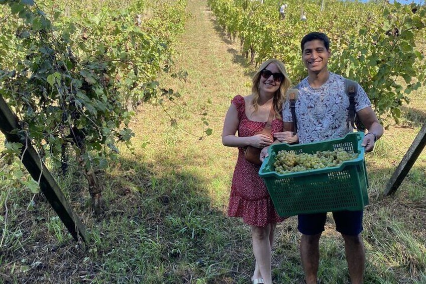 Tasting in a Tuscan Vineyard with transfer from Pisa