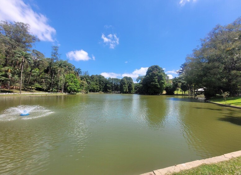 Picture 13 for Activity São Paulo: Cantareira Natural Park Guided Rainforest Hike