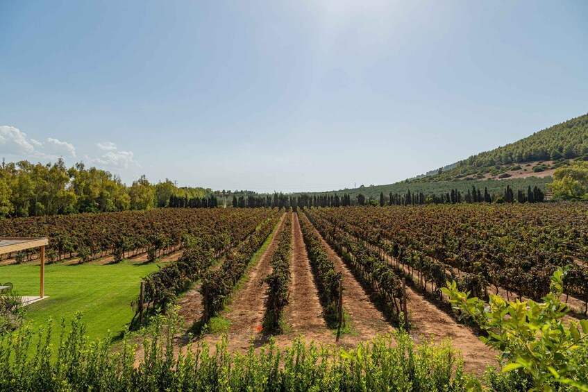 Picture 6 for Activity Alghero: Wine and Olive Oil Tasting at a Local Farm
