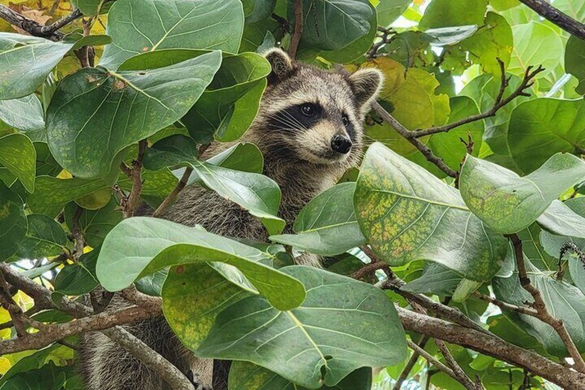Kayak SUP Raccoon Island and Wildlife Exploration