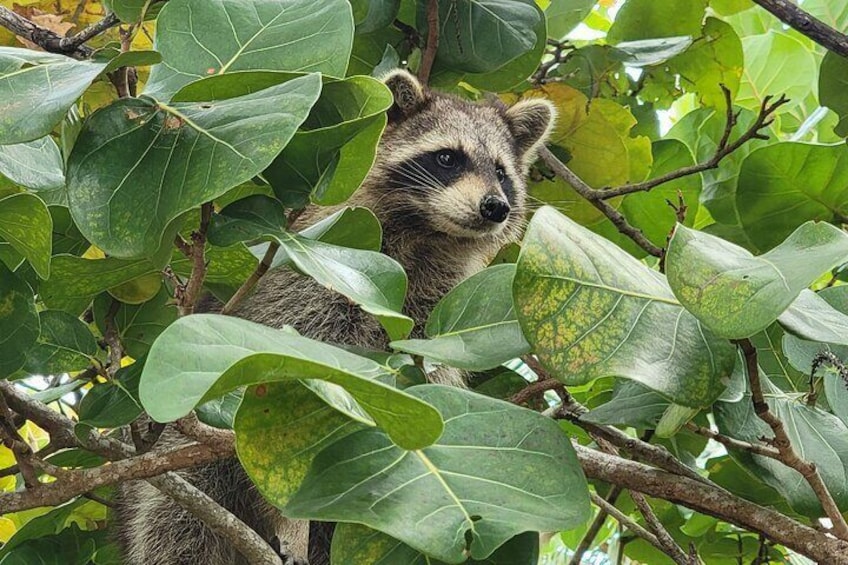 Kayak SUP Raccoon Island and Wildlife Exploration
