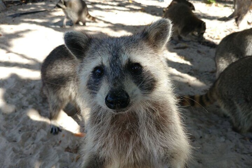 Kayak SUP Raccoon Island and Wildlife Exploration