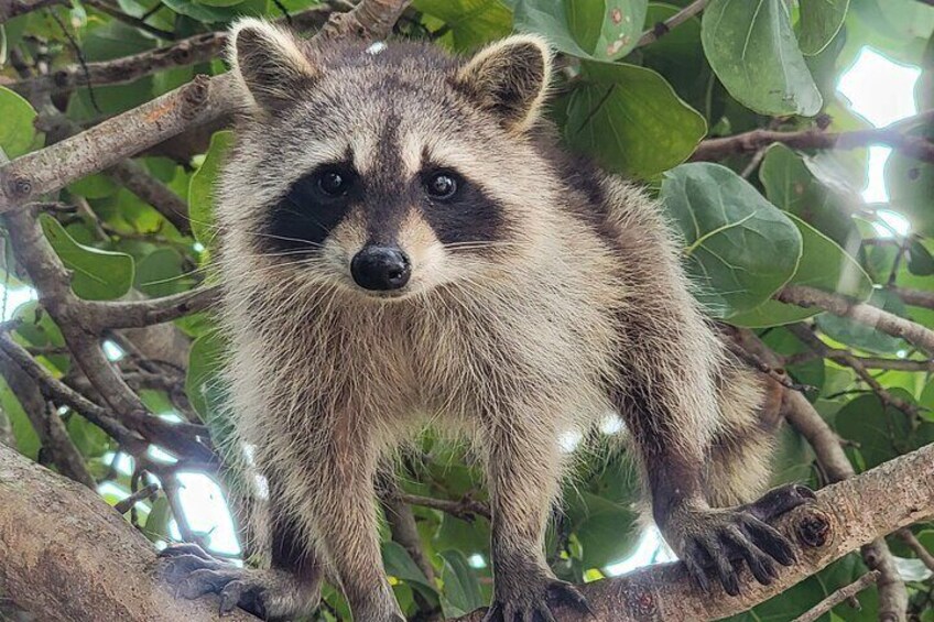 Raccoon Island Exploration on SUP/Kayak
