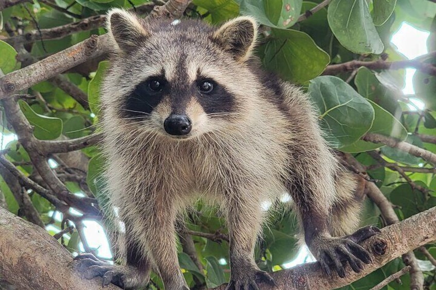 Raccoon Island Exploration on SUP/Kayak