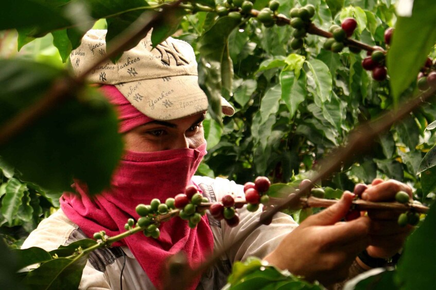 Picture 9 for Activity Cali: Coffee Tour - Authentic Coffee Experience