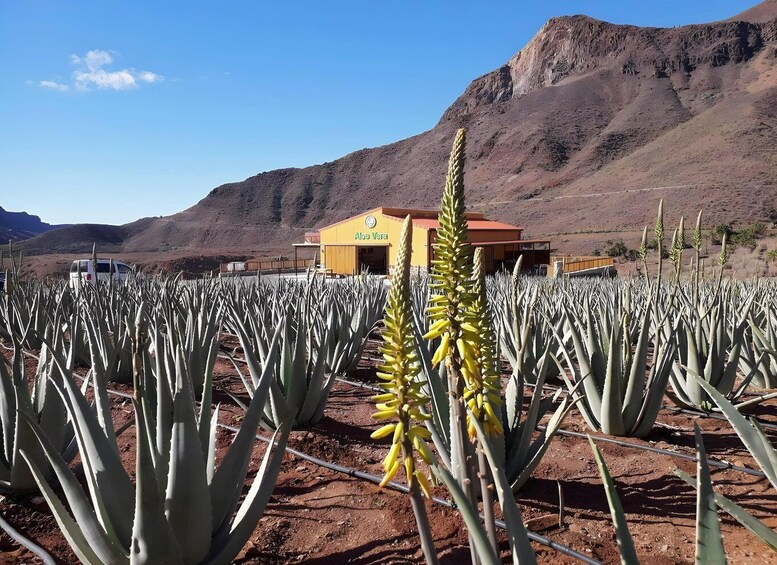 Picture 7 for Activity Gran Canaria: Island Highlights Tour with Optional Lunch