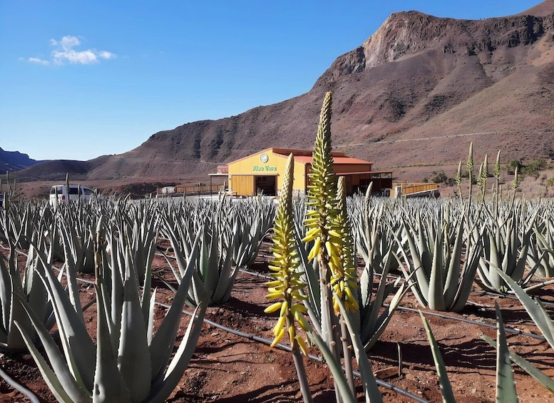 Picture 7 for Activity Gran Canaria: Island Highlights Tour with Optional Lunch