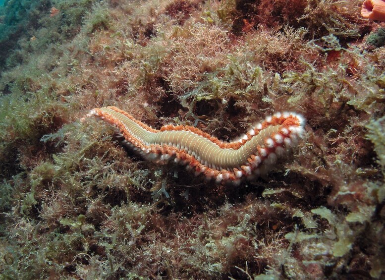 Picture 21 for Activity Paraty: Discovery Scuba Diving Experience for Beginners