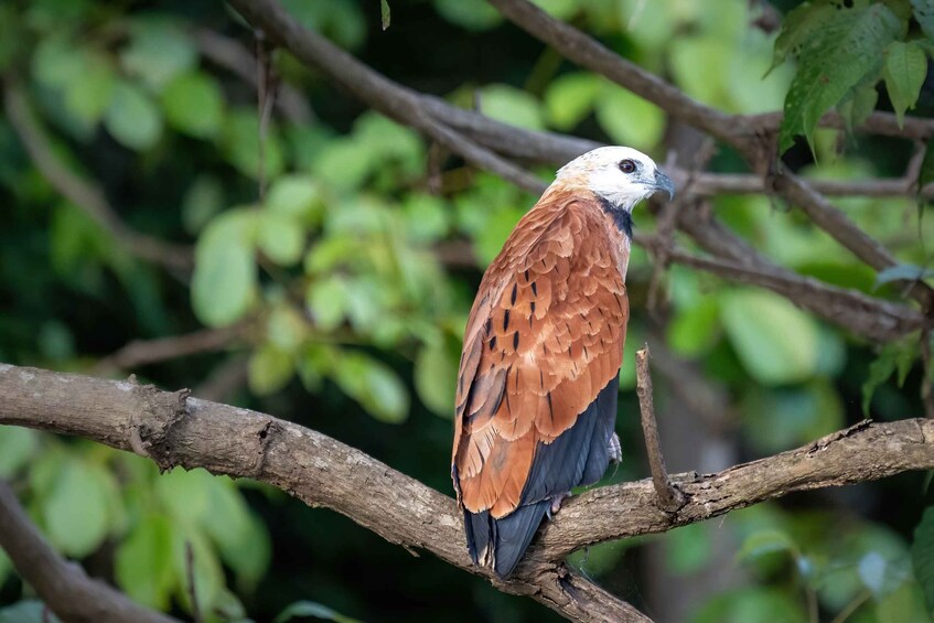 Picture 11 for Activity Manaus: Multi-Day Amazon Survival Trip with Camping