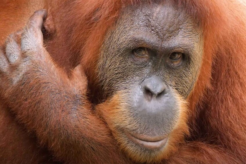 Picture 2 for Activity New Orleans: Audubon Zoo Ticket and Combination Option