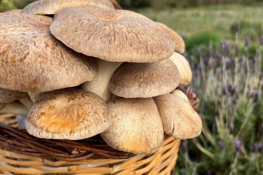 Guided tour and tasting in mushroom cultivation