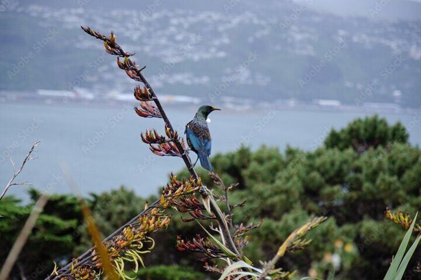 onward to the botanic gardens, marvel at the flora and fauna...