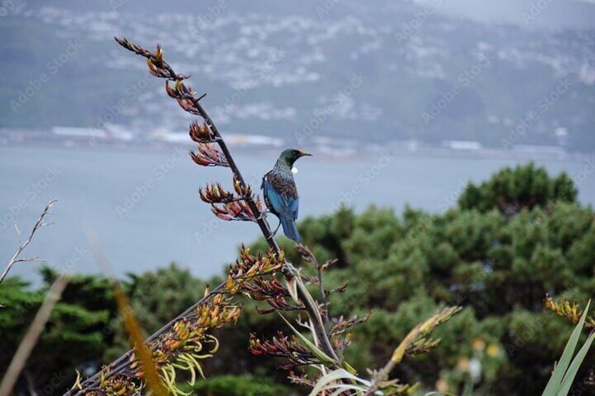 onward to the botanic gardens, marvel at the flora and fauna...
