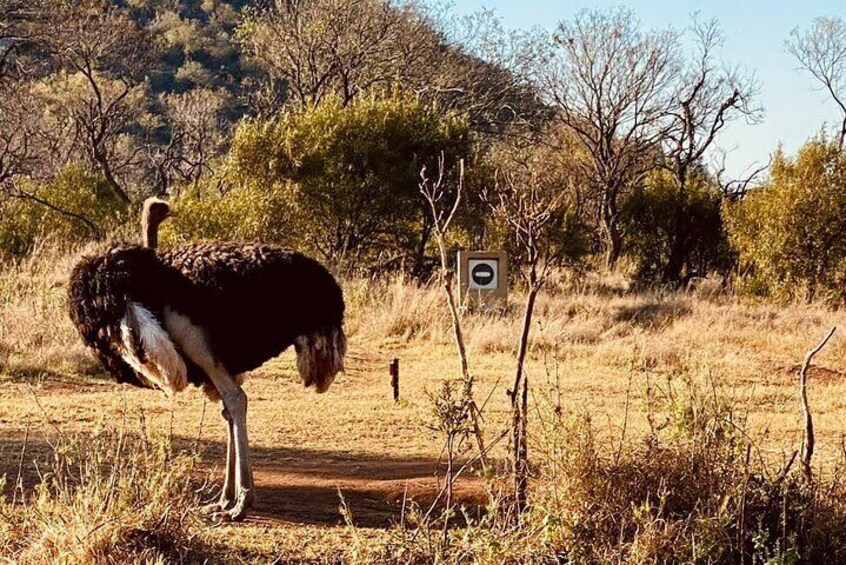 3 Days In Kruger National Park With Panorama Route 